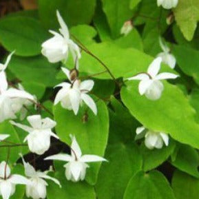 Epimedium x youngianum 'Niveum' White Flowered
