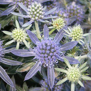 Eryngium Blue Hobbit