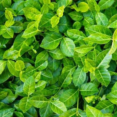 Euonymus var. 'Coloratus'
