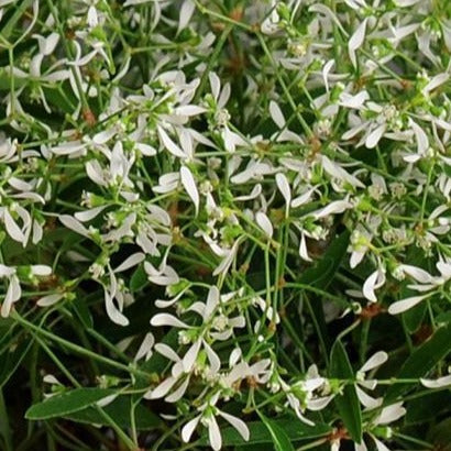 Euphorbia Glitz