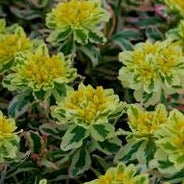 Euphorbia polychroma 'First Blush' Cushion Spurge