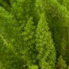 Asparagus densiflorus 'Myerei' Foxtail Fern