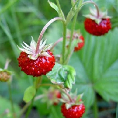 Fragaria virginiana 'Wild Strawberry'