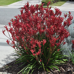 Anigozanthos Kanga Cherry