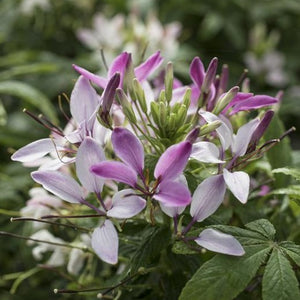 Cleome Clementine