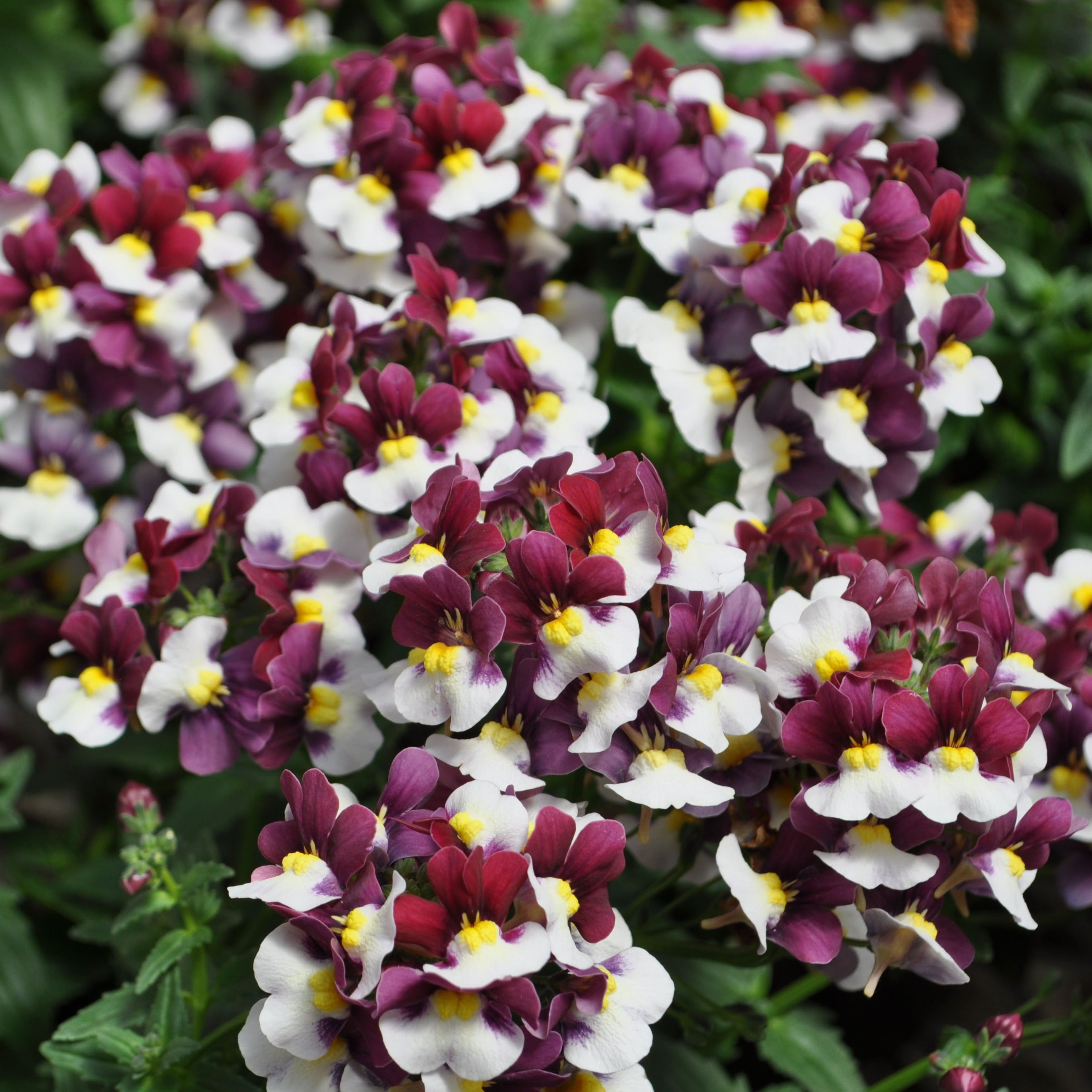 Nemesia Momento Burgundy Frost