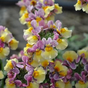 Nemesia Momento Lavander Yellow