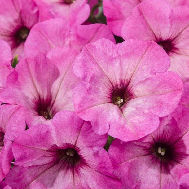 Petunia Easy Wave Misty Lilac – Vern Goers Greenhouse