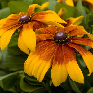 Rudbeckia Rising Sun Chestnut Gold