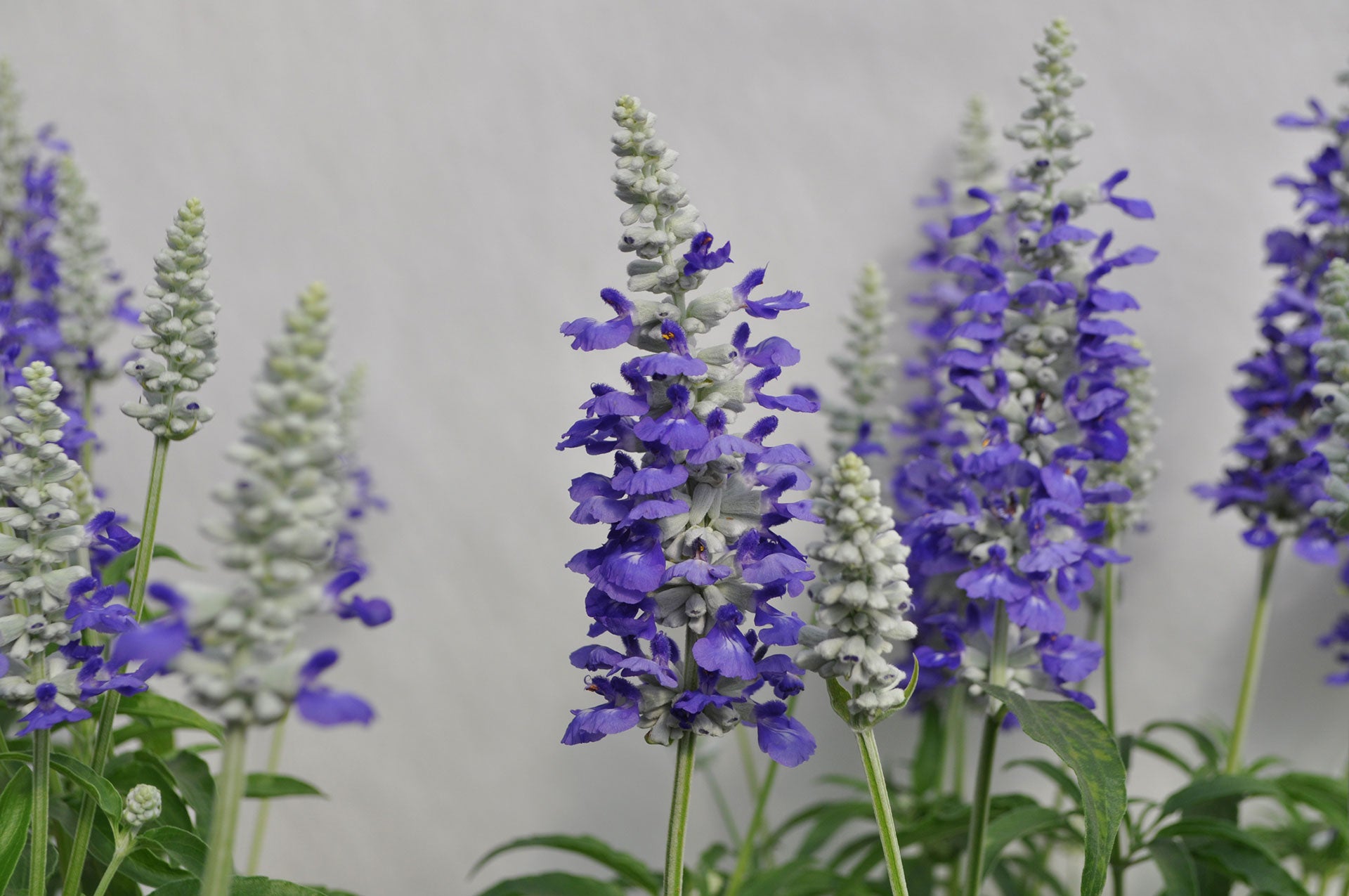 Salvia - Cathedral Blue Bicolor