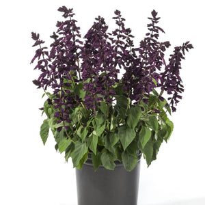 Salvia Grandstand Purple