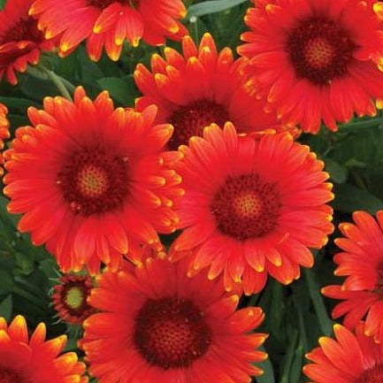 Gaillardia x grandiflora Mesa Red Blanket Flower