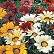 Gazania Daybreak Mix