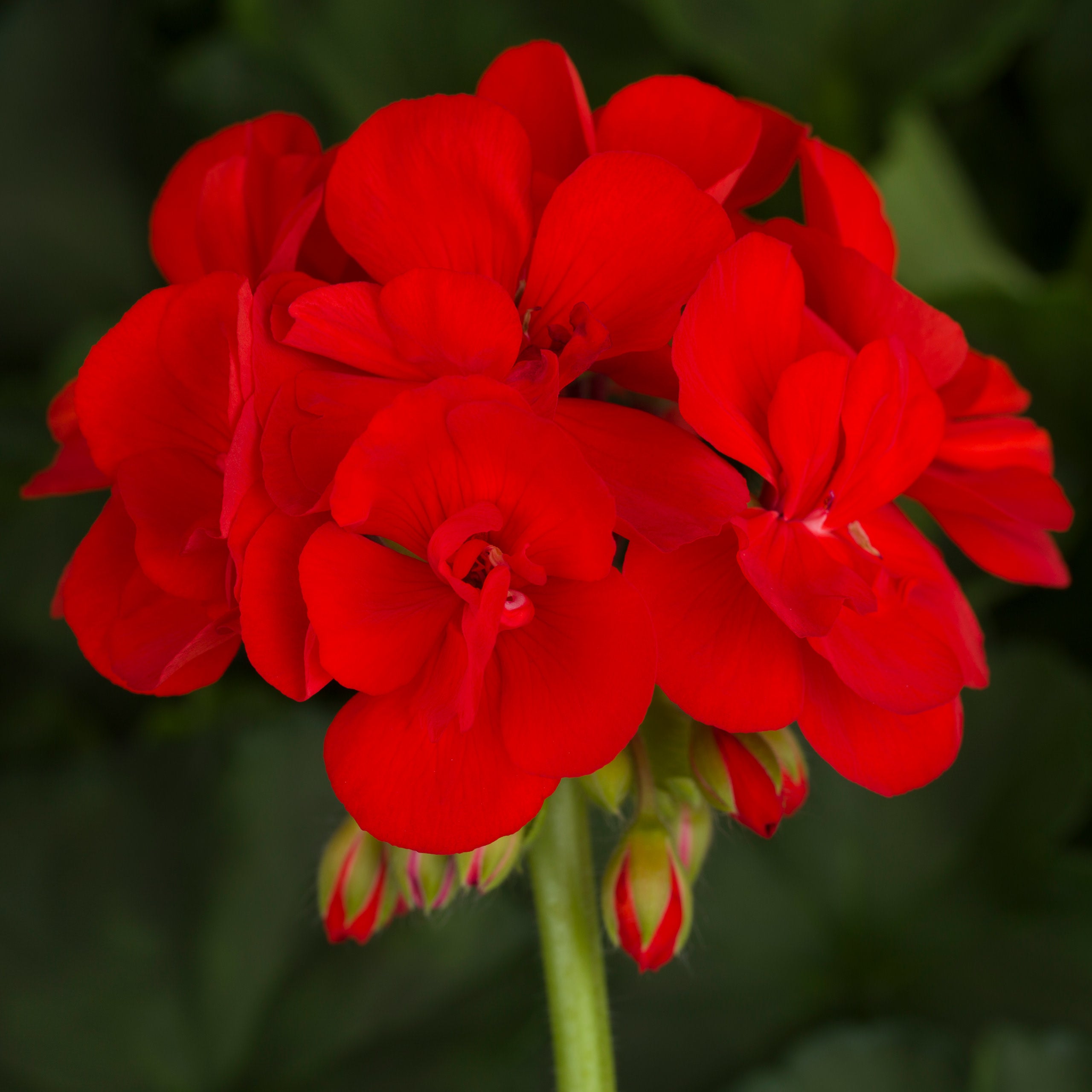 Geranium Americana Bright Red