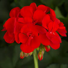 Geranium Americana Bright Red 12"