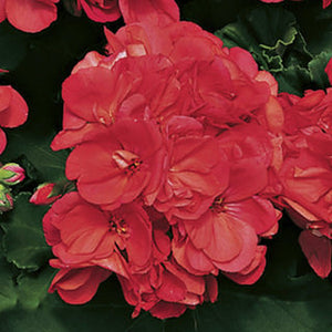 Geranium Americana Coral 12"