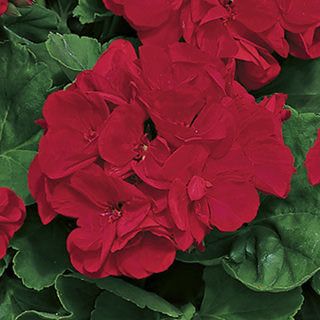 Geranium Americana Dark Red HB