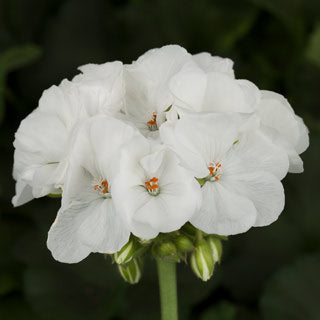 Geranium Americana White 12"