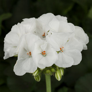 Geranium Americana White HB