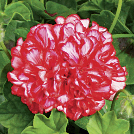 Geranium Ivy League Artic Red