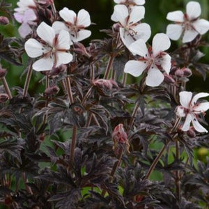 Geranium Midnight Ghost