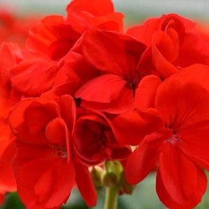 Geranium Patriot Red 12"