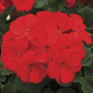 Geranium Rocky Mountain Dark Red