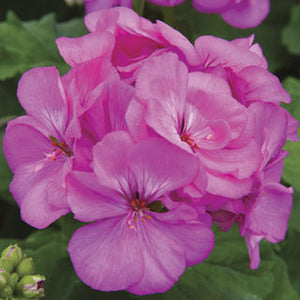 Geranium Rocky Mountain Lavender