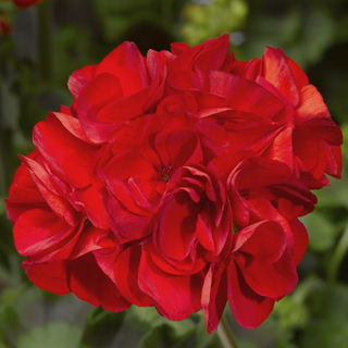 Geranium Rocky Mountain Royal Red