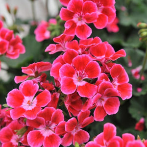 Geranium Sarita Neon Sizzle