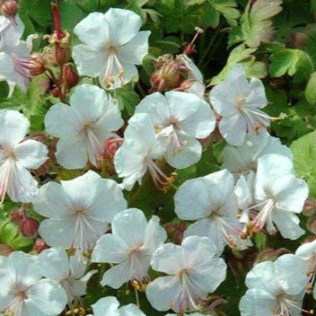 Geranium cantabrigiense 'St. Ola'