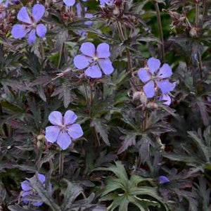 Geranium prantense Boom Chocolatta