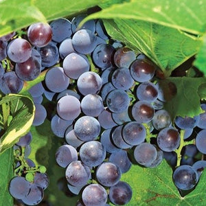 Grape Concord Seedless (purple)