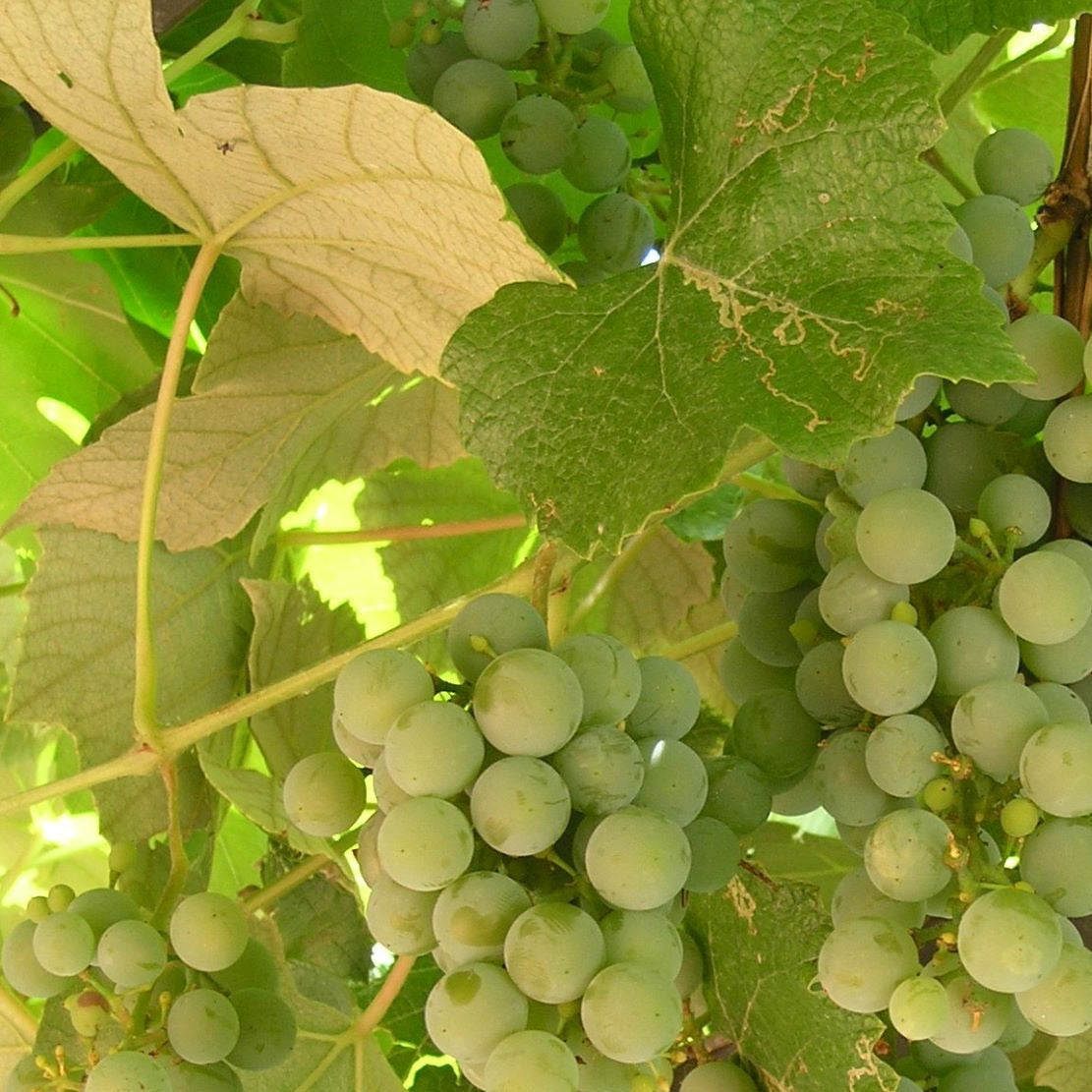 Grape Himrod (white)