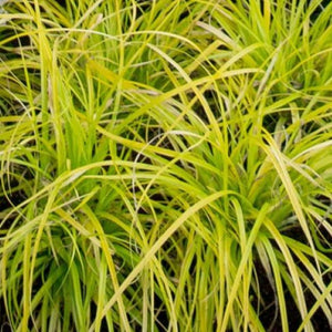 Grass Carex evercolor everillo