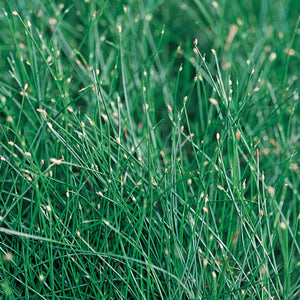 Grass Fiber Optic Grass
