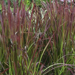 Grass Imperata cylindrica Red Barron