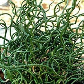 Grass Juncus Effusus Spiralis