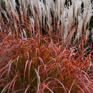 Grass Miscanthus Firedragon