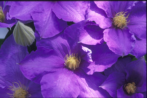 Clematis - H.F. Young