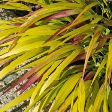 Hakonechloa macra Sunflare Japanese Forest Grass