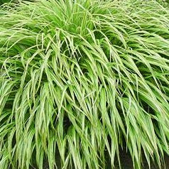 Hakonechloa macra 'Albo-striata' White Stripe Japanese Forest Grass'