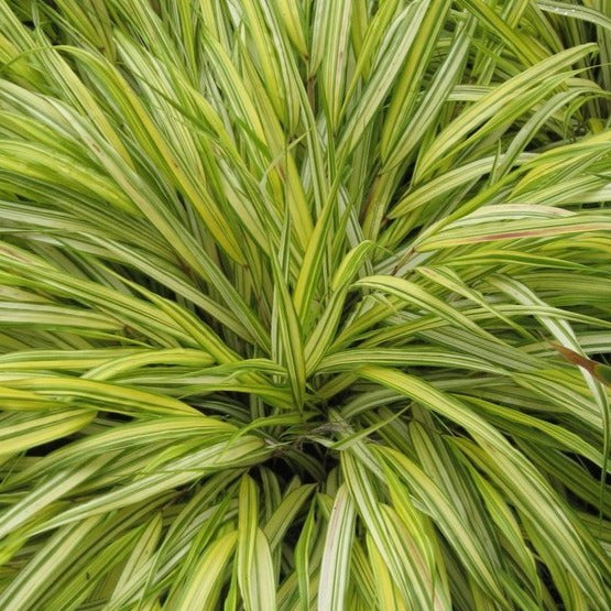 Hakonechloa macra 'Aureola' Golden-leaved Japanese Forest Grass