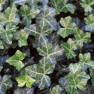 Hedera helix 'Thorndale Ivy'