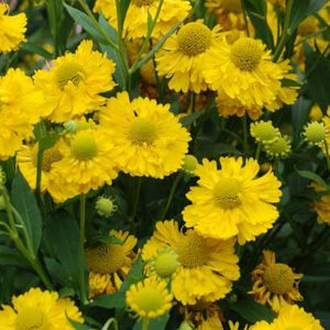 Helenium 'Double Trouble' Helen's Flower