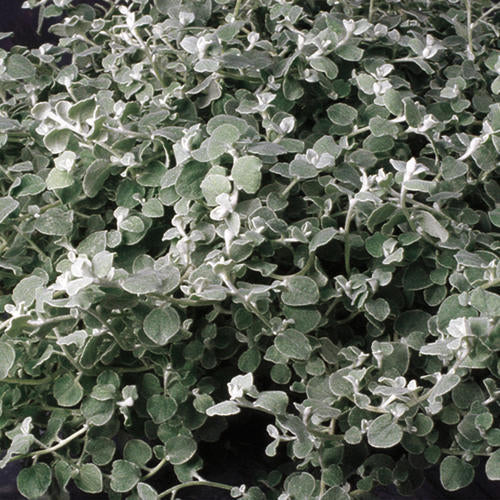 Helichrysum Licorice