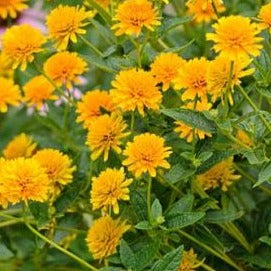 Heliopsis helianthoides 'Asahi' False Sunflower'