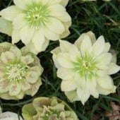 Helleborus orientalis 'Golden Discovery' Lenten Rose