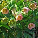 Helleborus x hybridus Lenten Rose