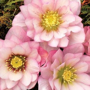 Helleborus x hybridus Winter Jewels 'Cotton Candy' Lenten Rose